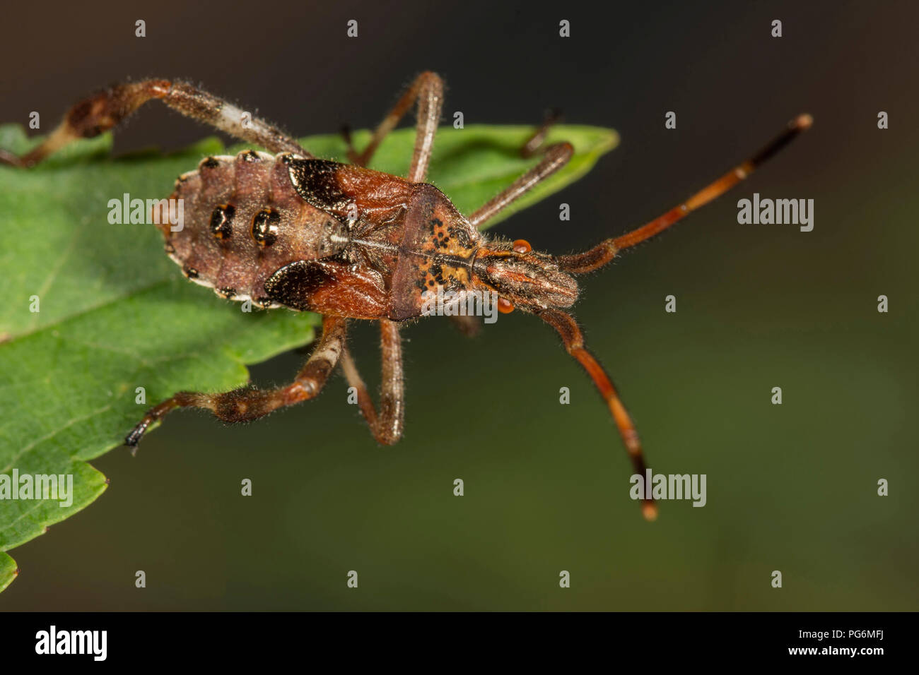 Western Nadelbaum same Bug (Leptoglossus occidentalis), Larve auf einem Blatt Spitze, Baden-Württemberg, Deutschland Stockfoto
