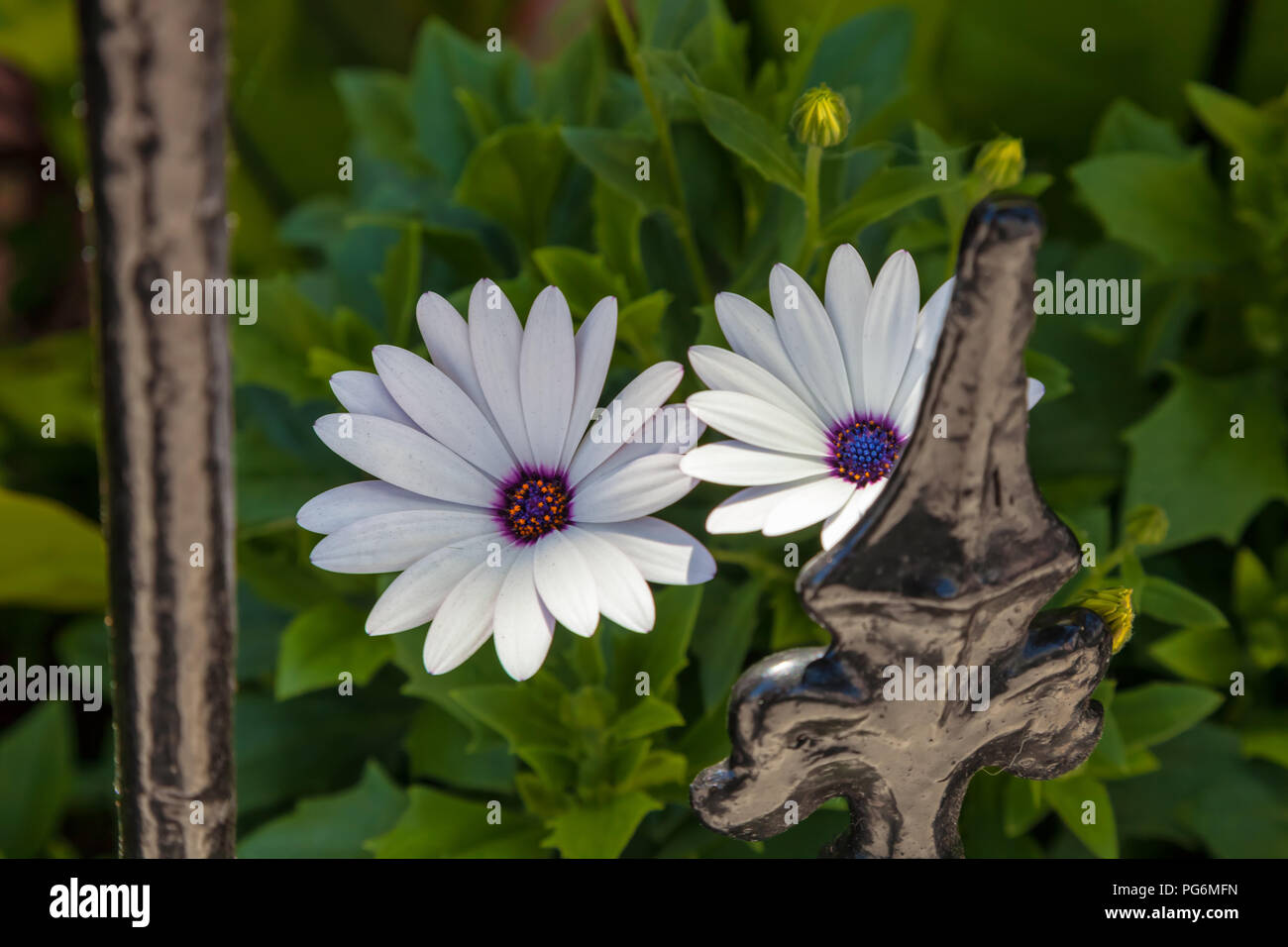 Nachgestellte African Daisy oder Strauchigen daisybush (Osteospermum Fruticosum) Stockfoto