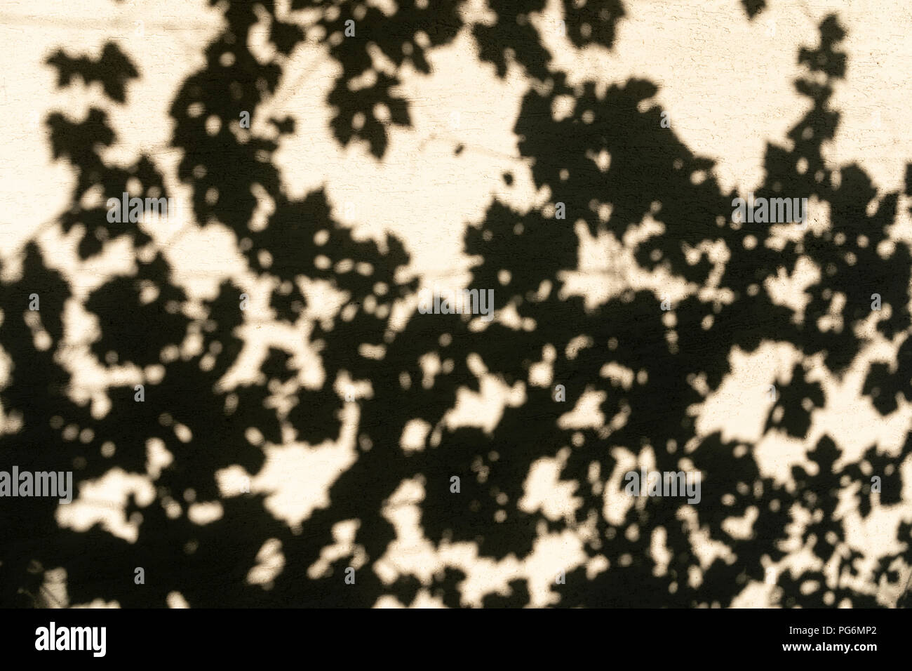 Eine abstrakte Sicht auf die Schatten von Weinrebe Blätter auf einer Wand in Österreich Stockfoto