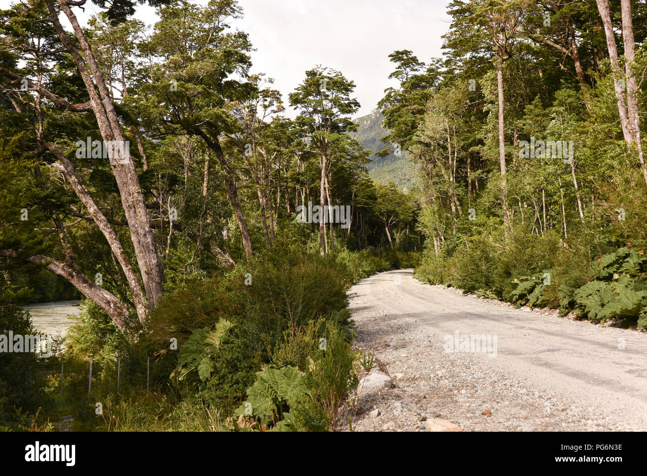 Schotterstraße in gemäßigten Regenwald, Puerto Rio Tranquilo, Carretera Austral, Valle Exploradores Stockfoto