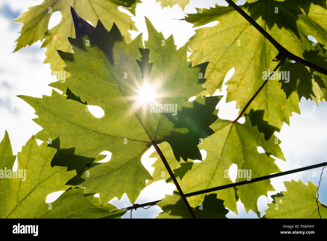 Einem sternförmigen Sun durch die Blätter der gemeinsamen Weinrebe (Vitis Vinifera) scheint in Österreich Stockfoto