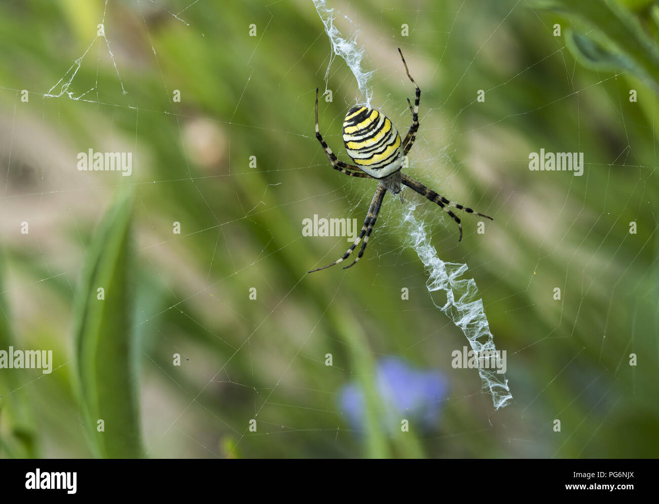 Weibliche Wasp spider (Argiope Bruennichi) in ihrer Spiderweb, Hessen, Deutschland Stockfoto
