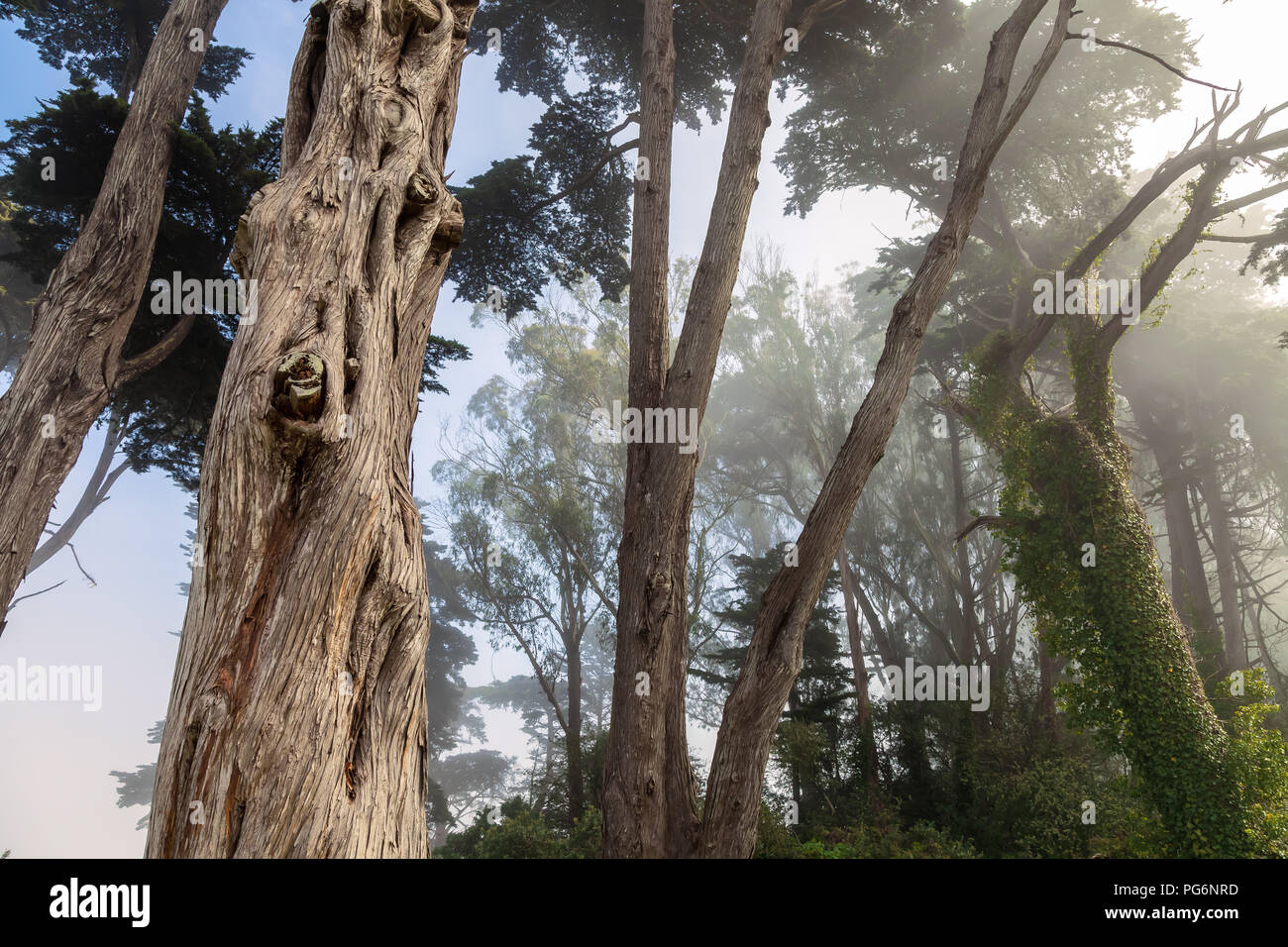 Monterey Zypressen und dem Clearing Nebel, Golden Gate Park, San Francisco, Kalifornien, USA. Stockfoto