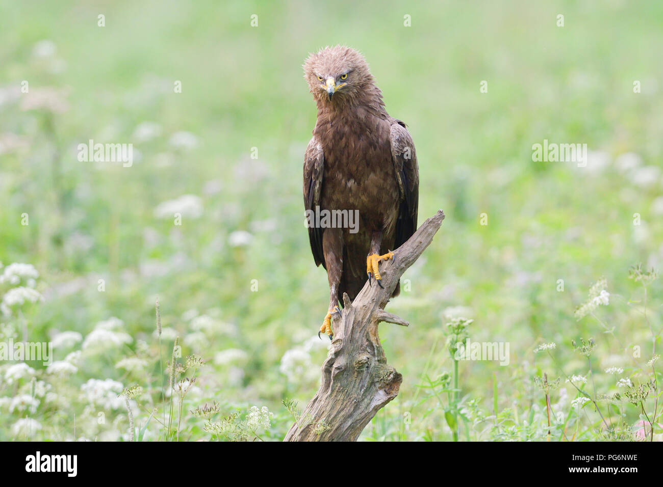Steppe Eagle (Aquila nipalensis orientalis), sitzt auf Zweig, Ungarn Stockfoto