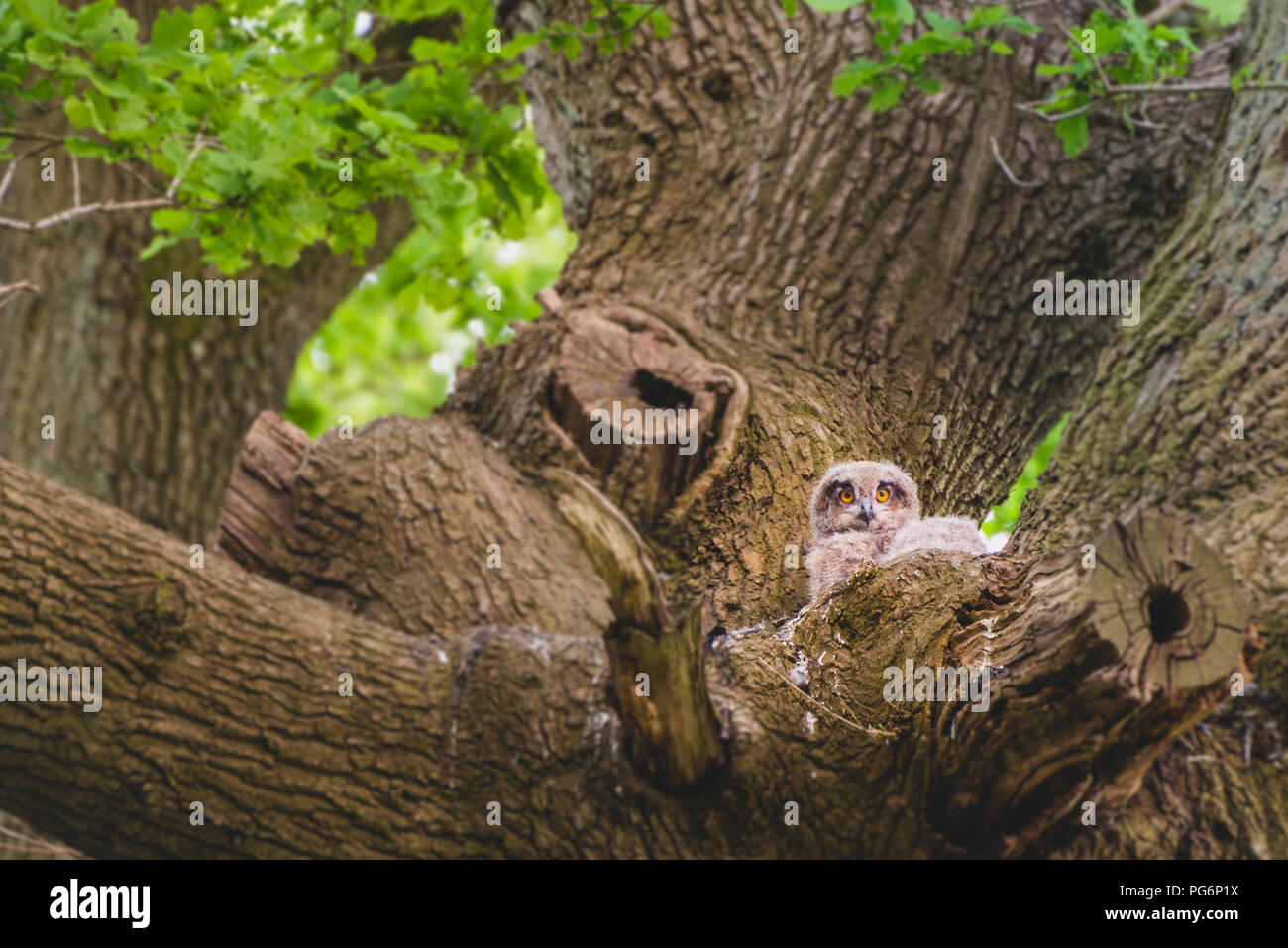 Jungen Uhu in Horst. Stockfoto