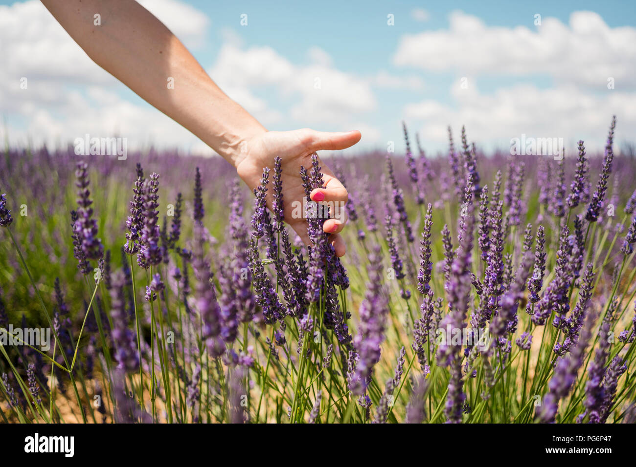 Frankreich, Provence, Frau berühren Lavendel bloosoms im Feld im Sommer Stockfoto