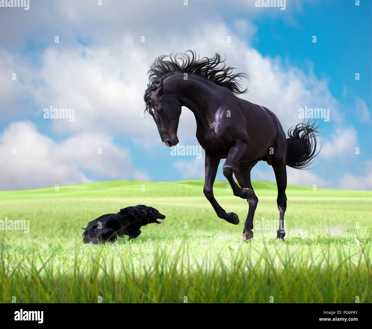 Schwarzes Pferd spielen mit dem schwarzen Hund auf dem grünen Rasen auf dem bewölkten Himmel Schwarzes Pferd spielen mit dem schwarzen Hund auf dem grünen Rasen auf dem bewölkten Himmel