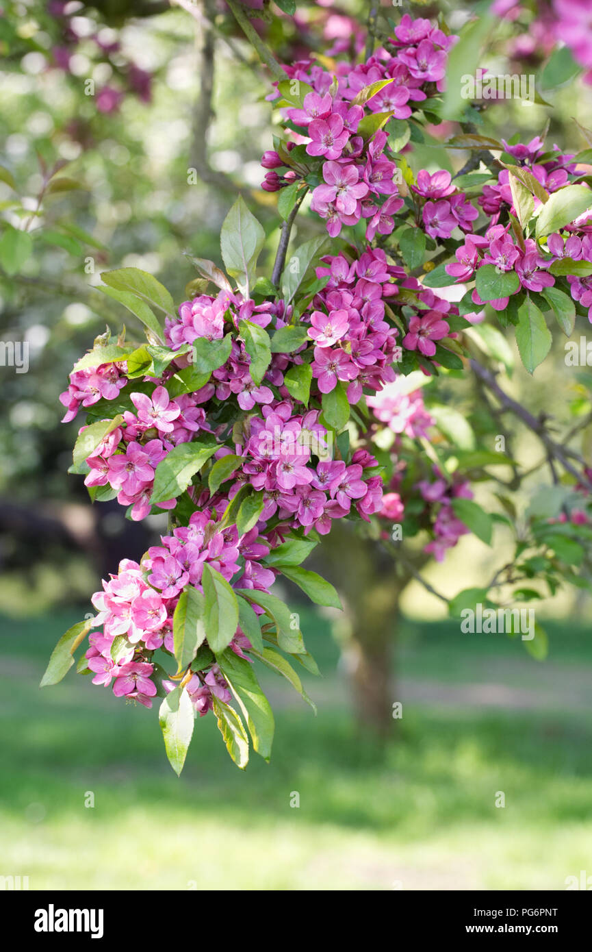 Malus blühen. Apfelblüte im Frühjahr. Stockfoto