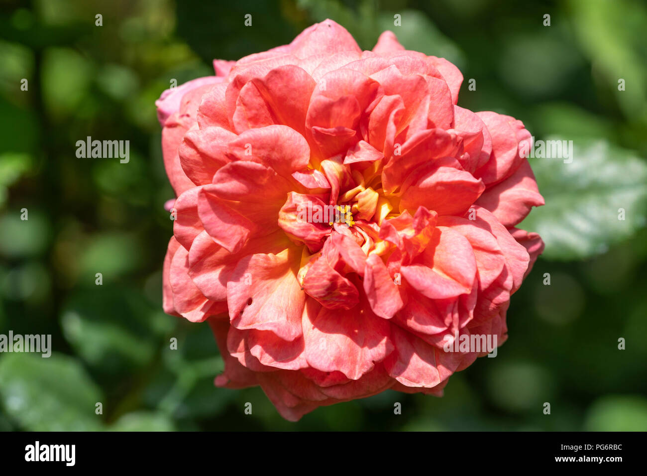 Ein Christopher Marlow Rose - eine intensley farbigen, duftenden und reichblühend English Rose - in Niederösterreich Stockfoto