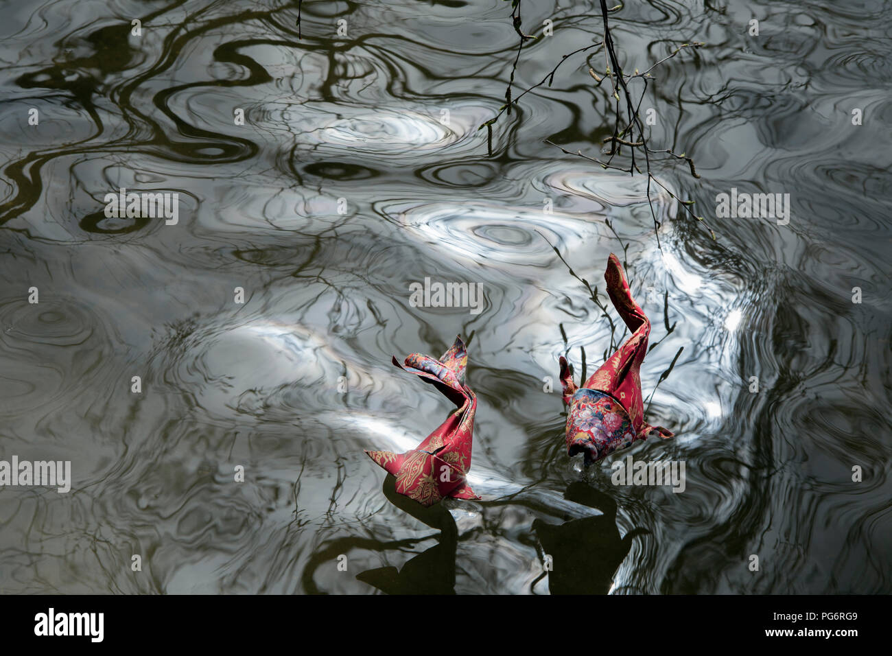 Kois wasser Fotos und Bildmaterial in hoher Auflösung Alamy