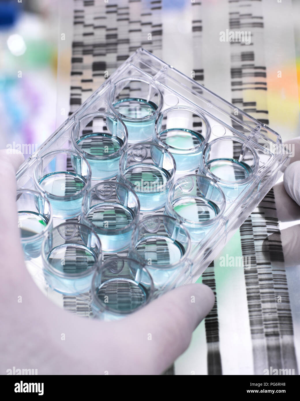 Die genetische Forschung, Wissenschaftler, die eine multi-well Platte und DNA gel offenbart, das Erbgut der Exemplare Stockfoto