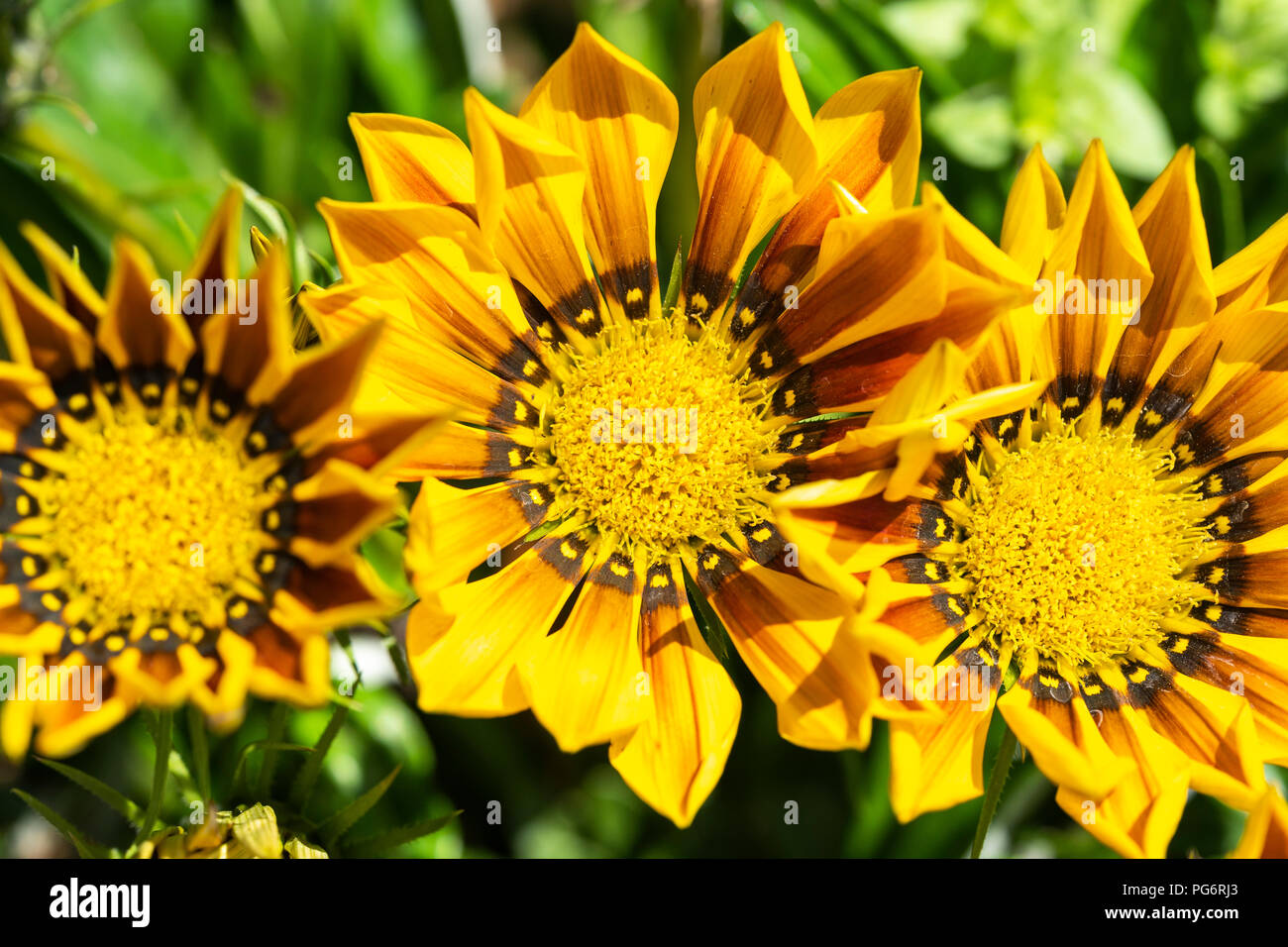 Gelb und Braun Gazania Rigens Blumen wachsen in Niederösterreich Stockfoto