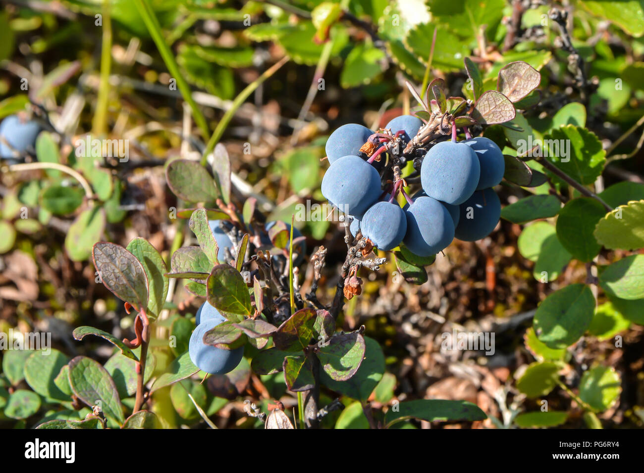 Reifen Heidelbeeren. Die Beeren reifen in der yamal Tundra. Stockfoto