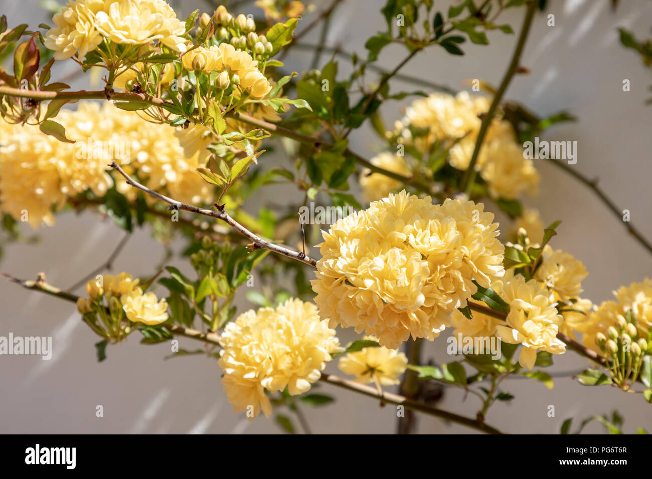Gelbe Blüte in der Blüte im Sonnenlicht, Spanien. Stockfoto