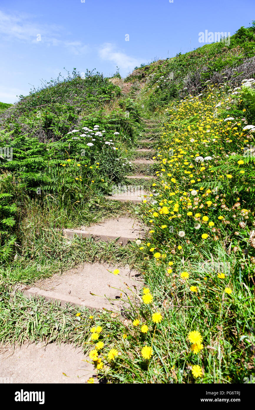 Schritte und Wildblumen oben Porth Kapelle Beach in der Nähe von St. Levan, Cornwall, South West England, Großbritannien Stockfoto