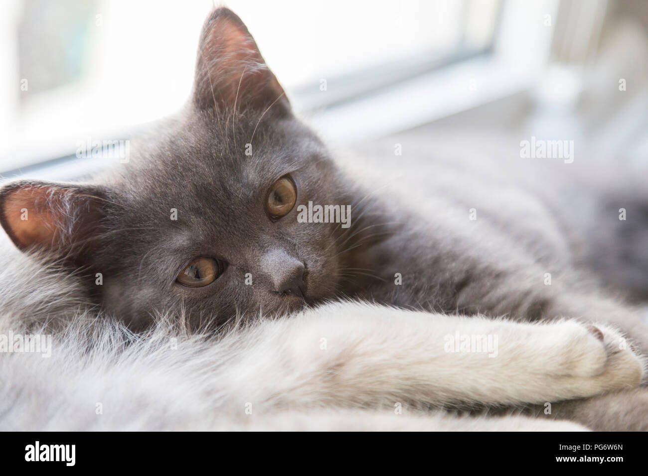 Britisch Kurzhaar Kätzchen liegend auf Fensterbank Stockfoto