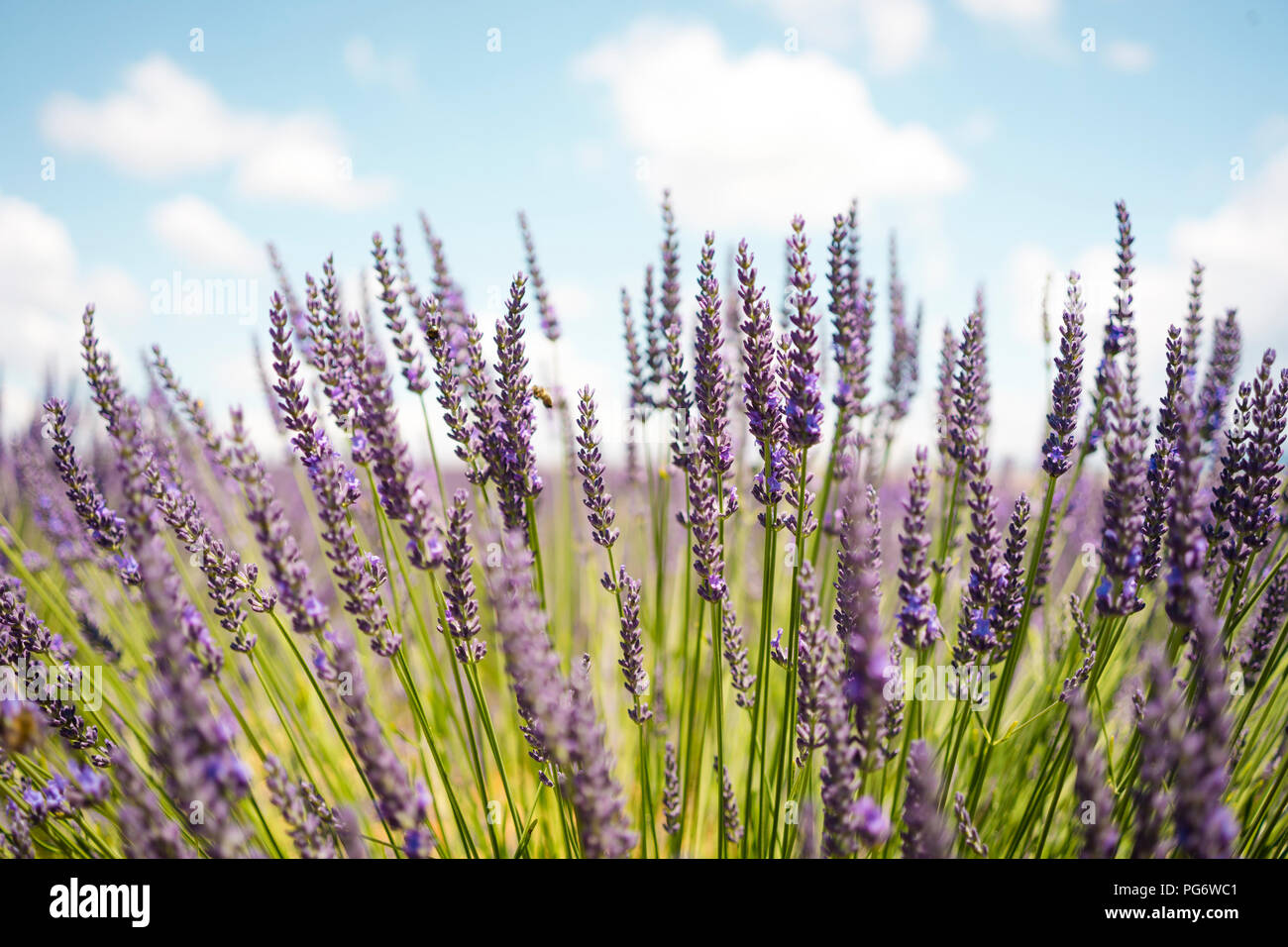 Frankreich, Provence, in der Nähe von blühenden Lavendel Feld im Sommer Stockfoto