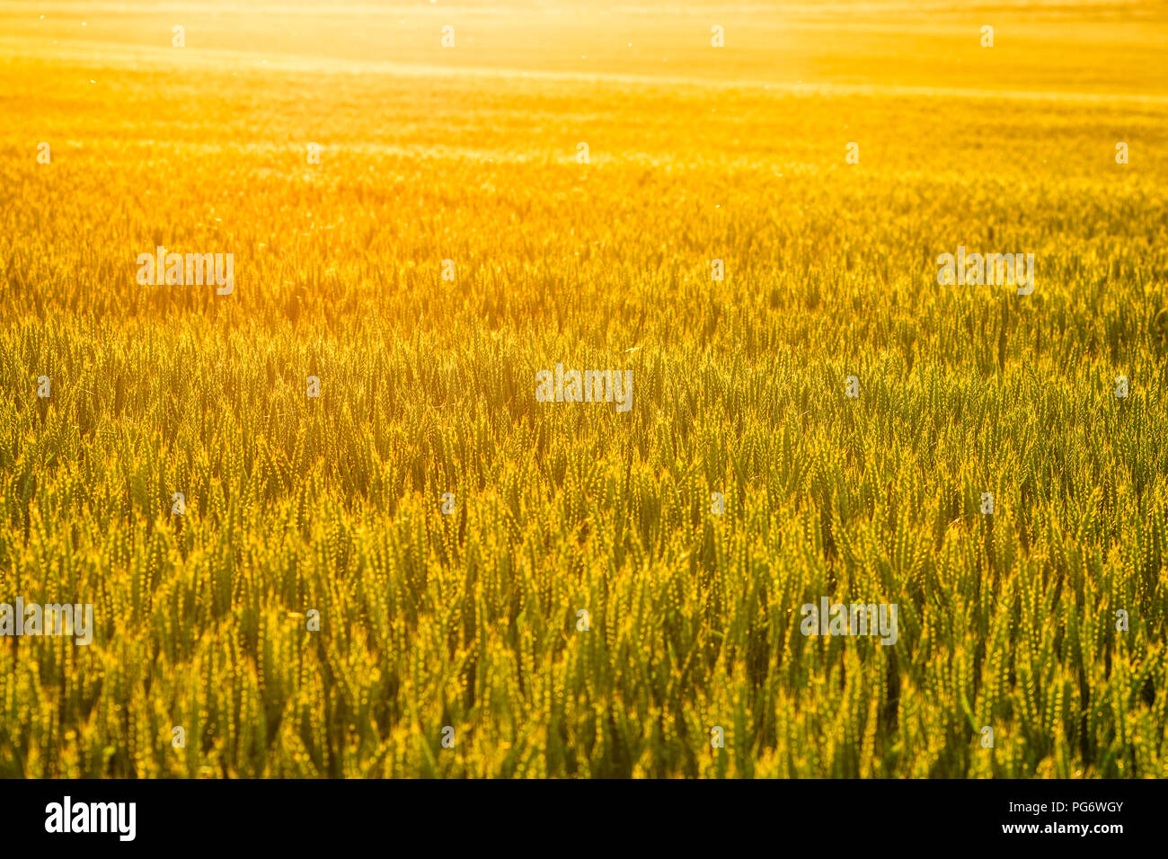 Großbritannien, Schottland, East Lothian, Sonnenuntergang am Ende eines heißen Tages leuchtet durch ein Feld von Weizen (Triticum) Stockfoto