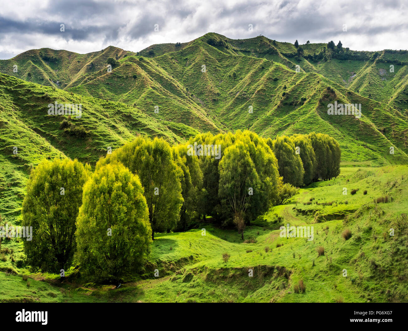 Neuseeland, Nordinsel, Manawatu-Wanganui Region, Landschaft Stockfoto