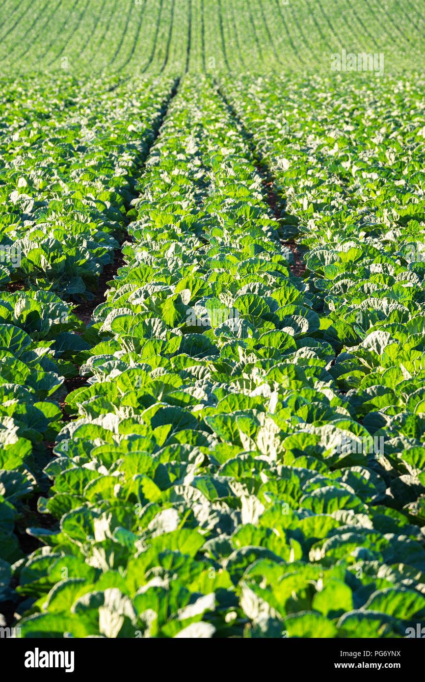 Großbritannien, Schottland, East Lothian, Bereich der Rosenkohl (Brassica Oleracea), junge Pflanzen Stockfoto