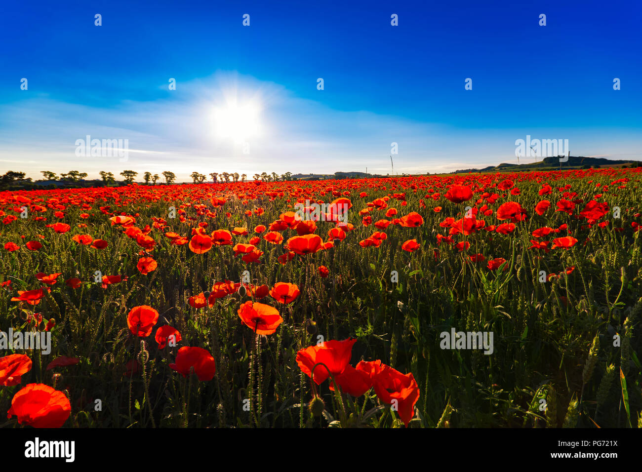 Roter Mohn (Papaveraceae), East Lothian, Schottland. Stockfoto