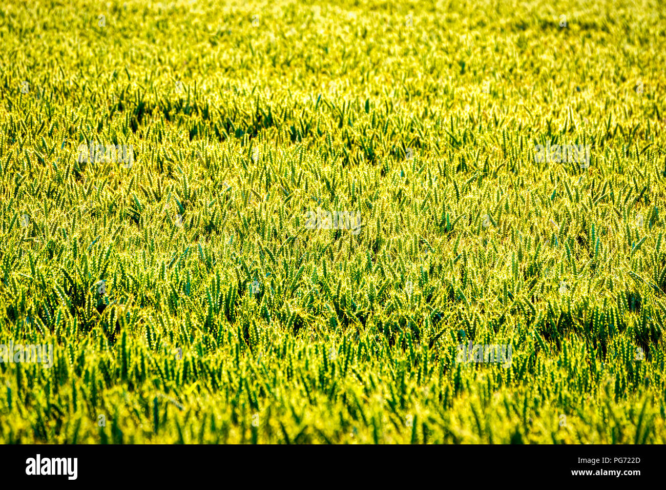 Großbritannien, Schottland, East Lothian, Feld von Weizen (Triticum) Stockfoto