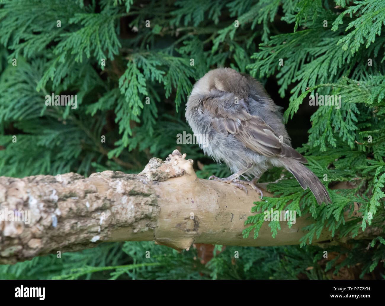 House Sparrow Kinder schlafen auf einem Zweig Stockfoto