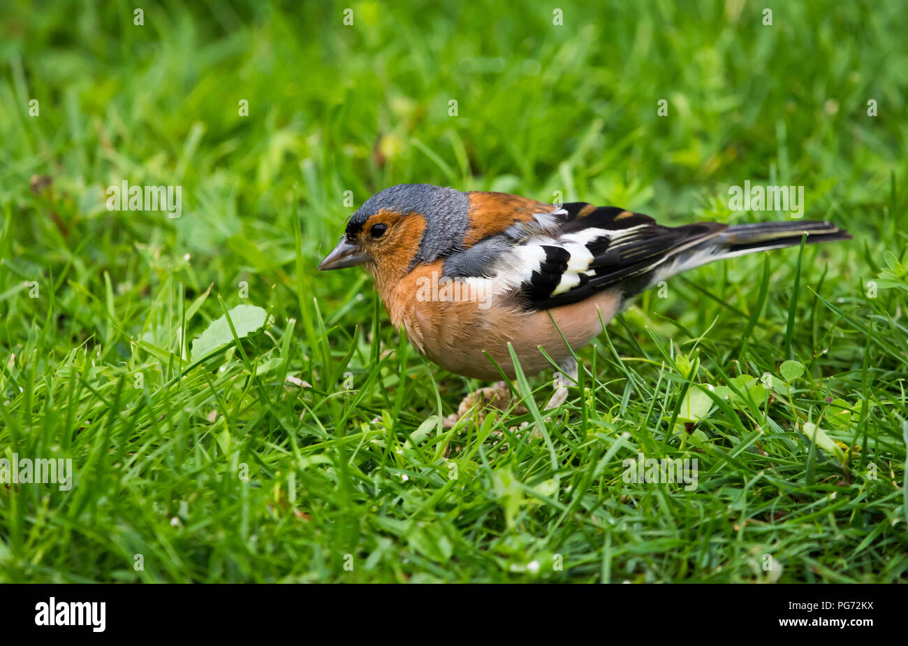 Gemeinsame Buchfink - Fringilla coelebs auf Nahrungssuche im Gras Stockfoto