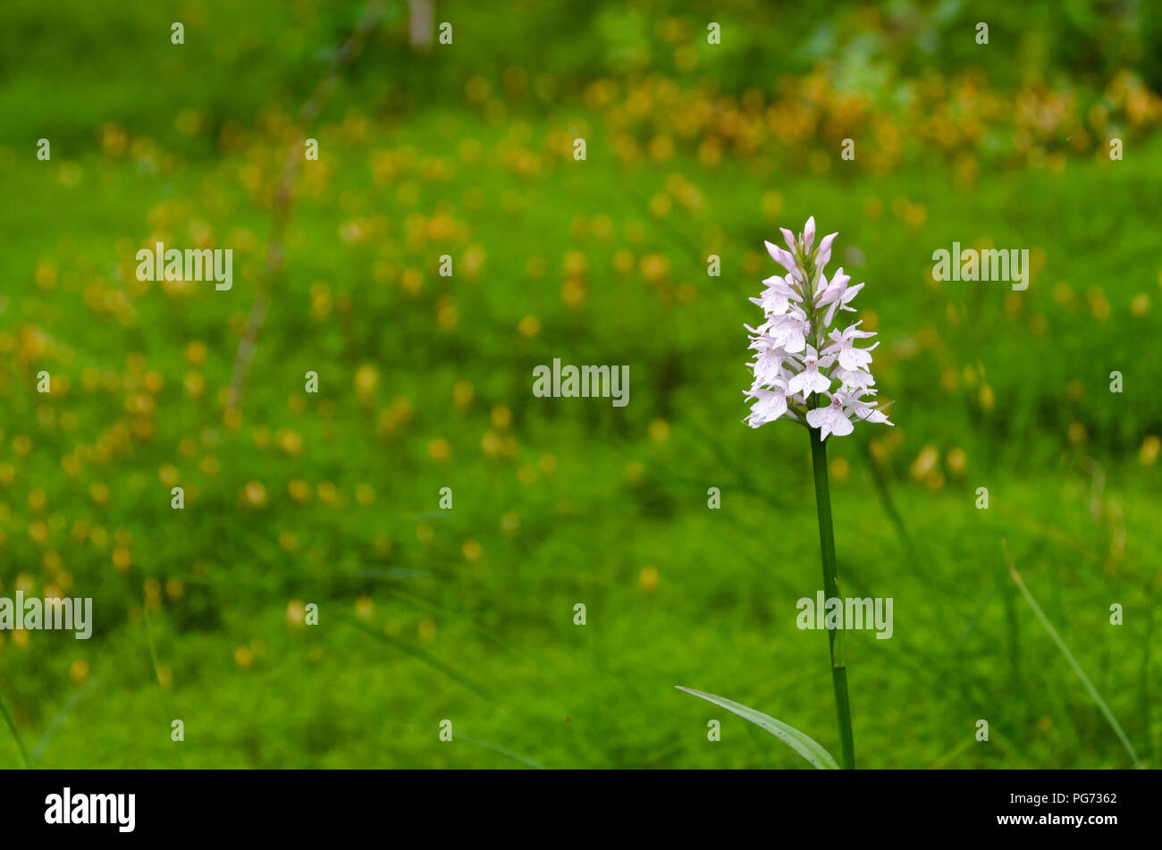 Einzelne weiße Blume stehen heraus von einem verschwommenen Hintergrund Stockfoto