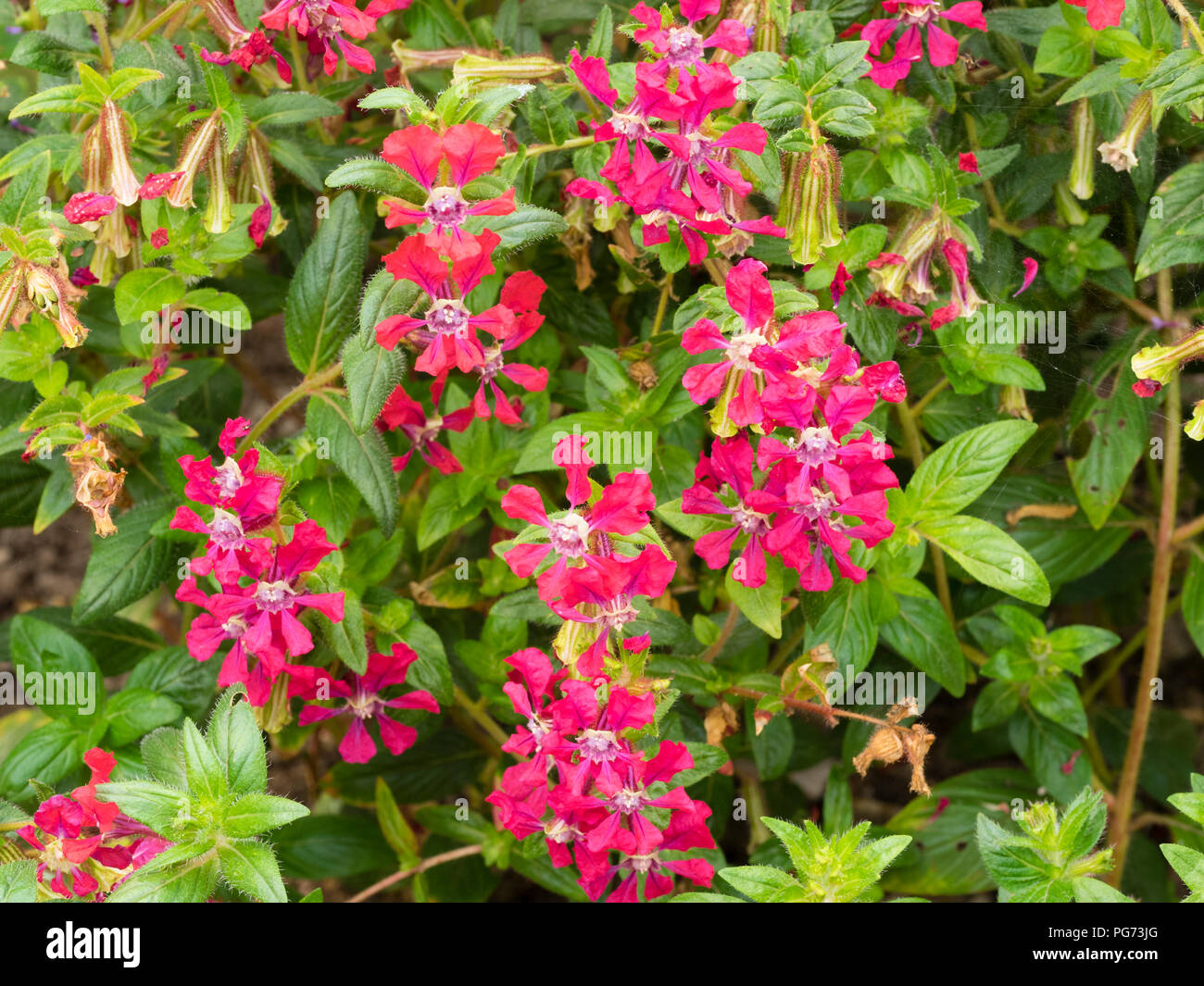 Cuphea pflanze Fotos und Bildmaterial in hoher Auflösung Alamy