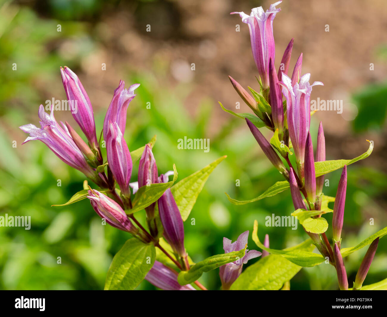 Attraktive, rosa blühenden Form Der winterharte Staude willow Enzian, Gentiana asclepiadea 'Rosea' Stockfoto