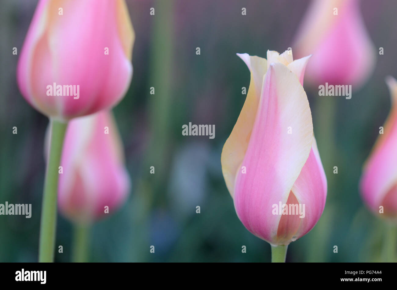 Tulpen auf Pearl Street Mall. Boulder pflanzen Tausende von Tulpen auf der Mall in jedem Frühjahr. Stockfoto