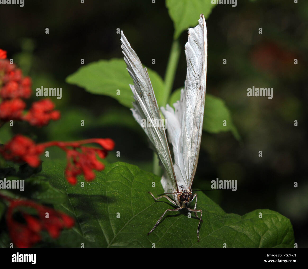 Weiße Morpho Schmetterling Stockfoto