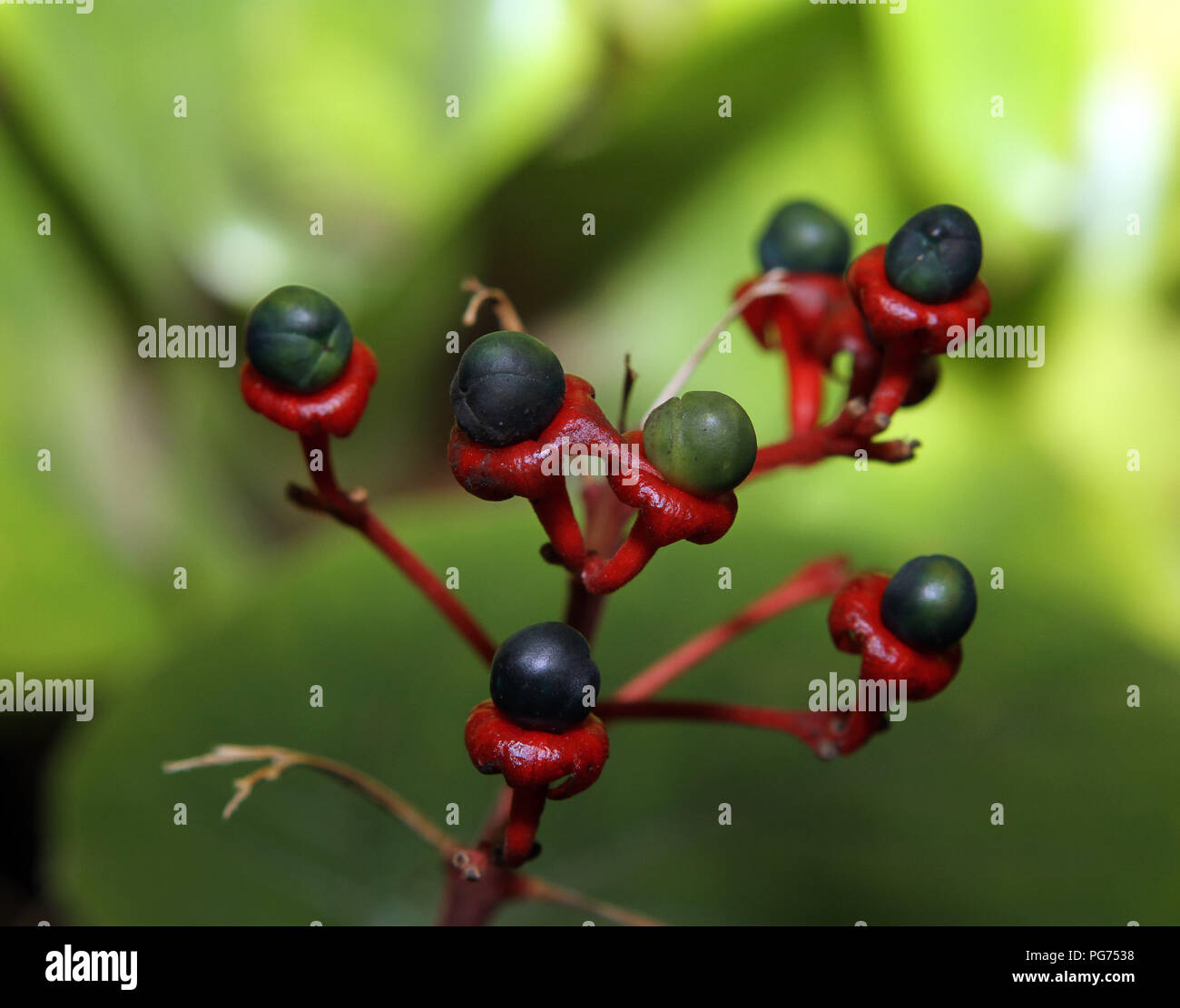 Berry Pflanze Stockfoto