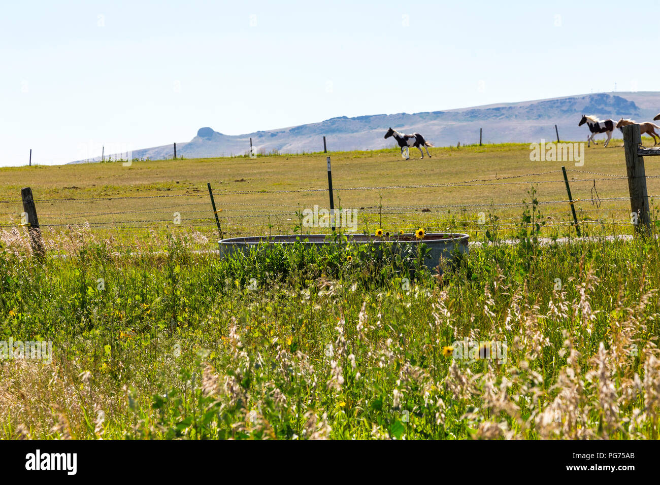 In einer Ranch Weide, Montana, USA Horsed Stockfoto