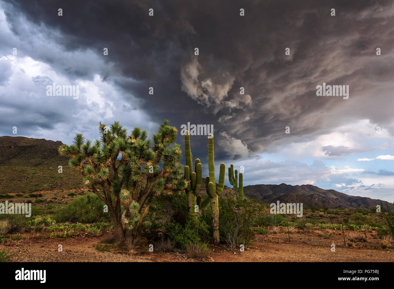 Malerische Wüstenlandschaft mit einem Joshua Tree und einem Saguaro Kaktus unter dunklen Sturmwolken in der Nähe von Congress, Arizona Stockfoto