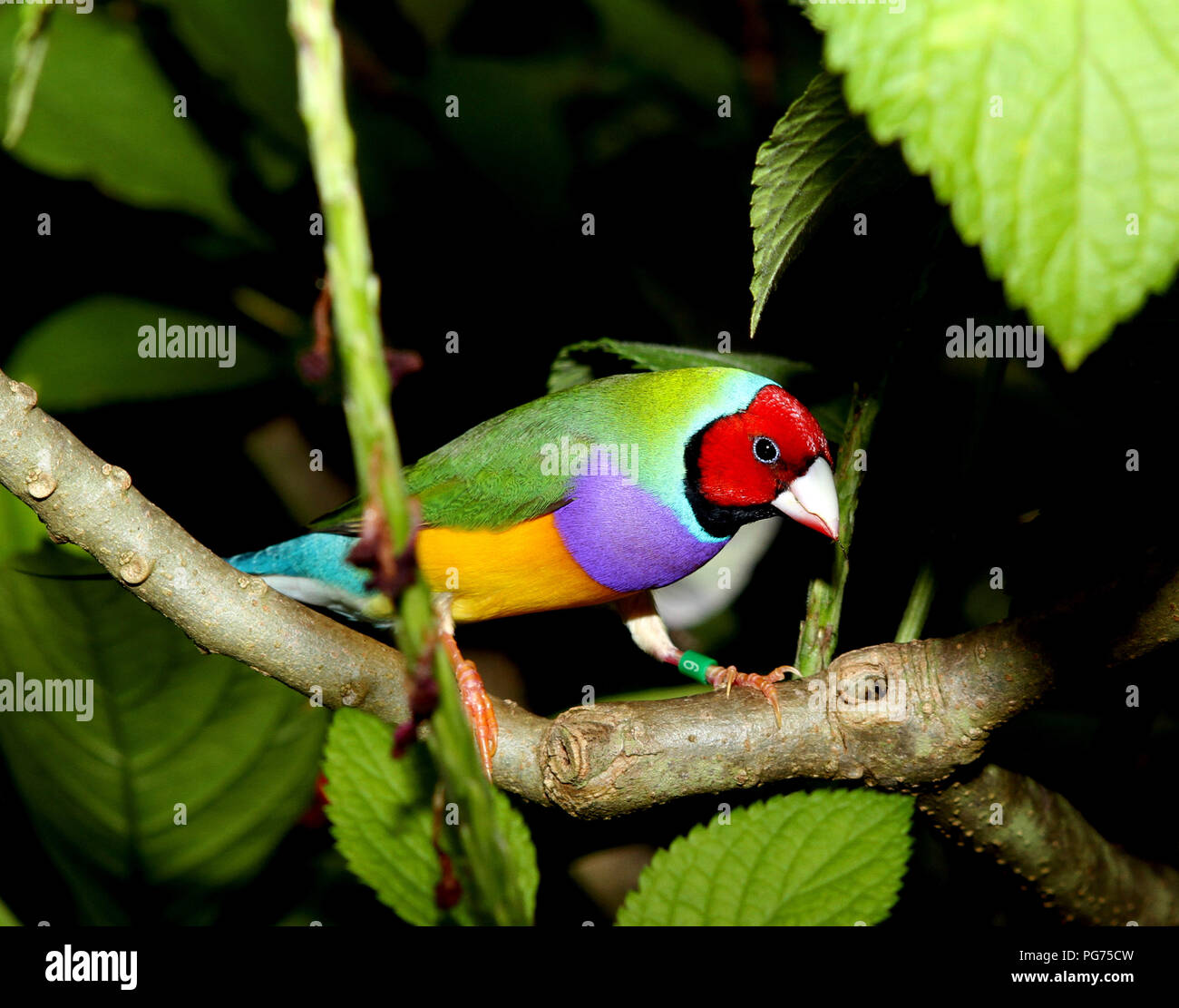 Lady Gouldian Finch Stockfoto