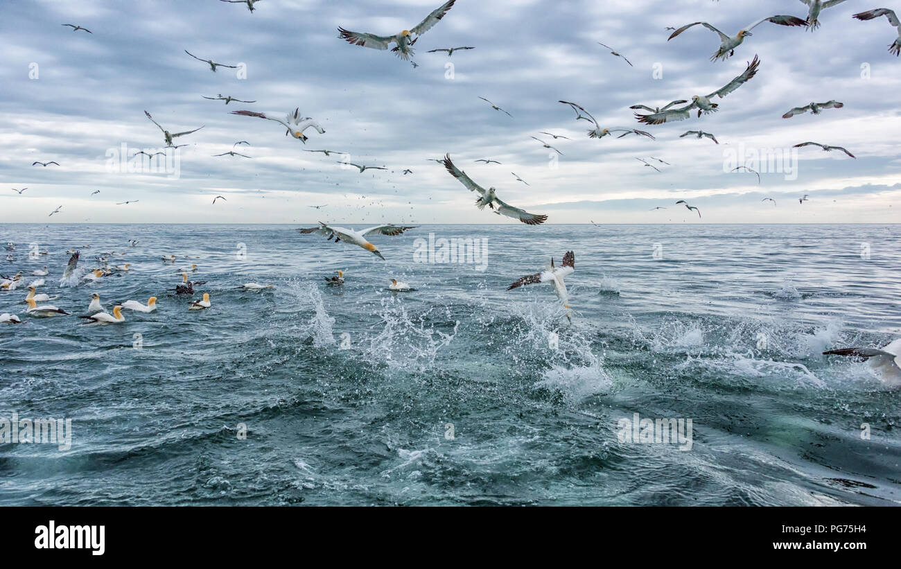 Gannett, (Morus bassanus), Feeding Frenzy Stockfoto