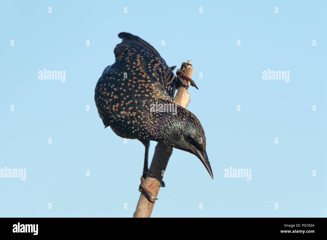 Common Starling, Sturnus vulgaris im Winter Gefieder thront auf einem toten Stick, Somerset, UK, Dezember Stockfoto