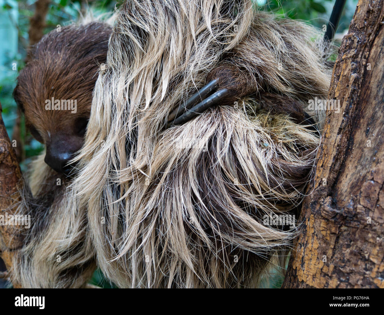 Zwei-toed sloth, Artis Royal Zoo, Amsterdam, Niederlande Stockfoto