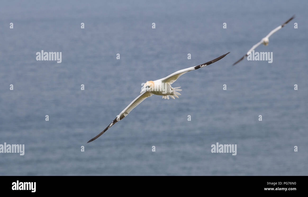Basstölpel (Morus bassanus), fliegt über Meer Stockfoto