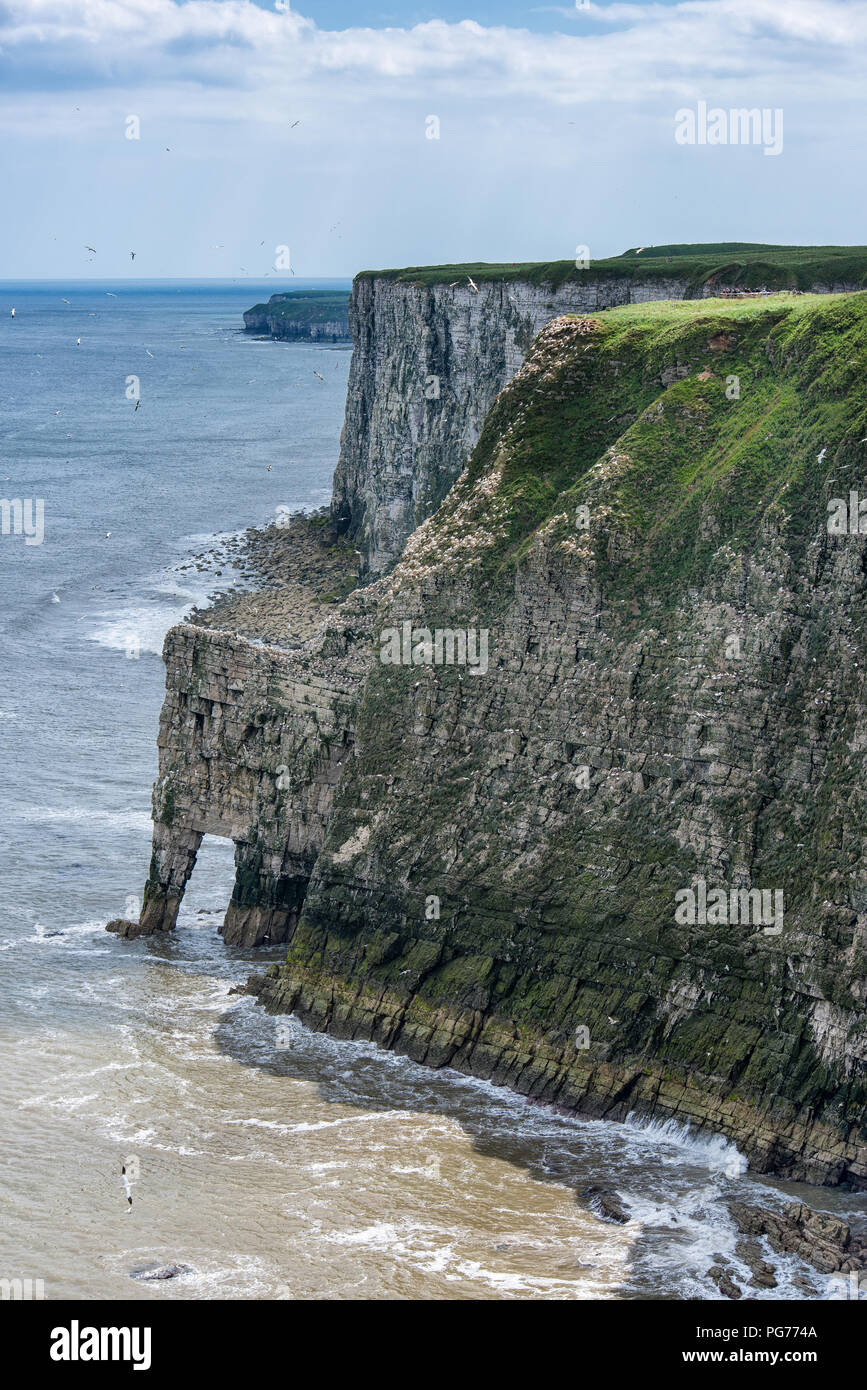 Bempton Cliffs und Bogen an einem sonnigen Tag, North Yorkshire Stockfoto