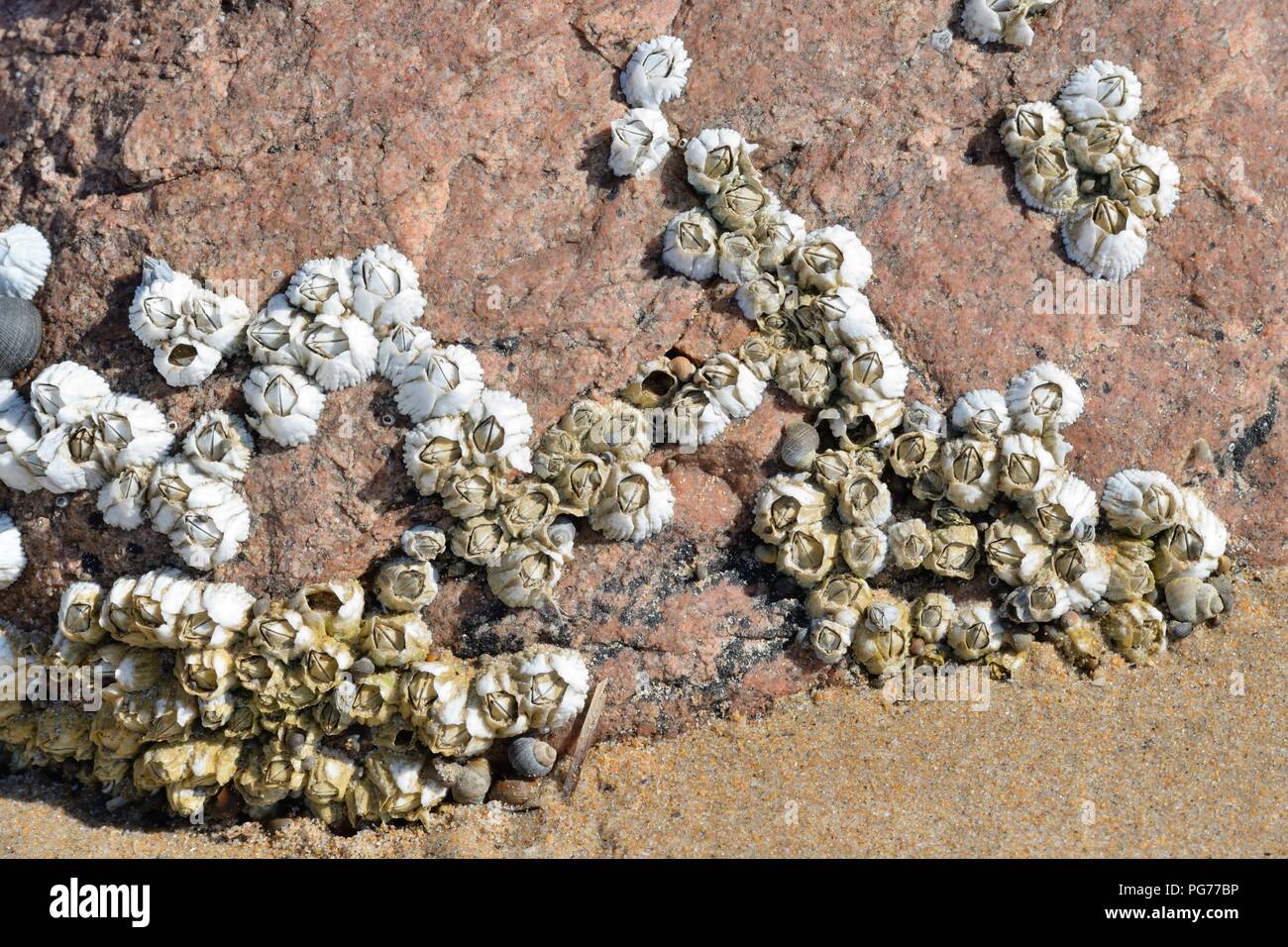 Ein Cluster von seepocken (Cirripedia) auf einem Felsen befestigt an einem Sandstrand in Schottland, Großbritannien Stockfoto