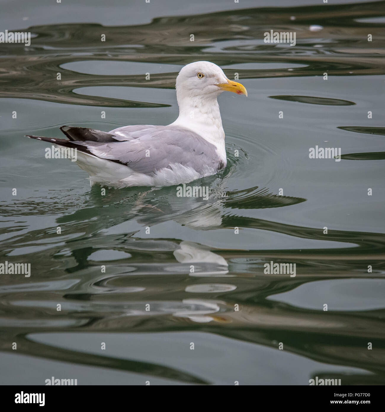 Silbermöwe Schwimmen auf ruhiger See mit Reflektion Stockfoto