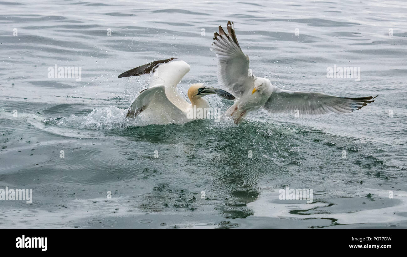 Gannett Kämpfen mit Möwe über einen Fisch Stockfoto