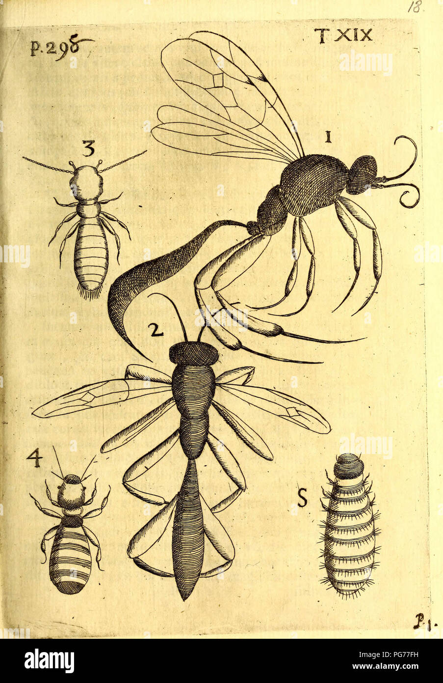 Obseruationes ca. viuentia, quae in Rebus nicht viuentibus reperiuntur: Cum micrographia Curiosa siue Rerum minutissimarum obseruationibus, quae ope microscopij recognitae ad viuum exprimuntur: Seine accesserunt aliquot animalium testaceorum icones nicht Antea in lucem Bearbeitenæ: Omnia naturae curiosorum exploratorum vtilitati & iucunditati expressa & oblata Stockfoto