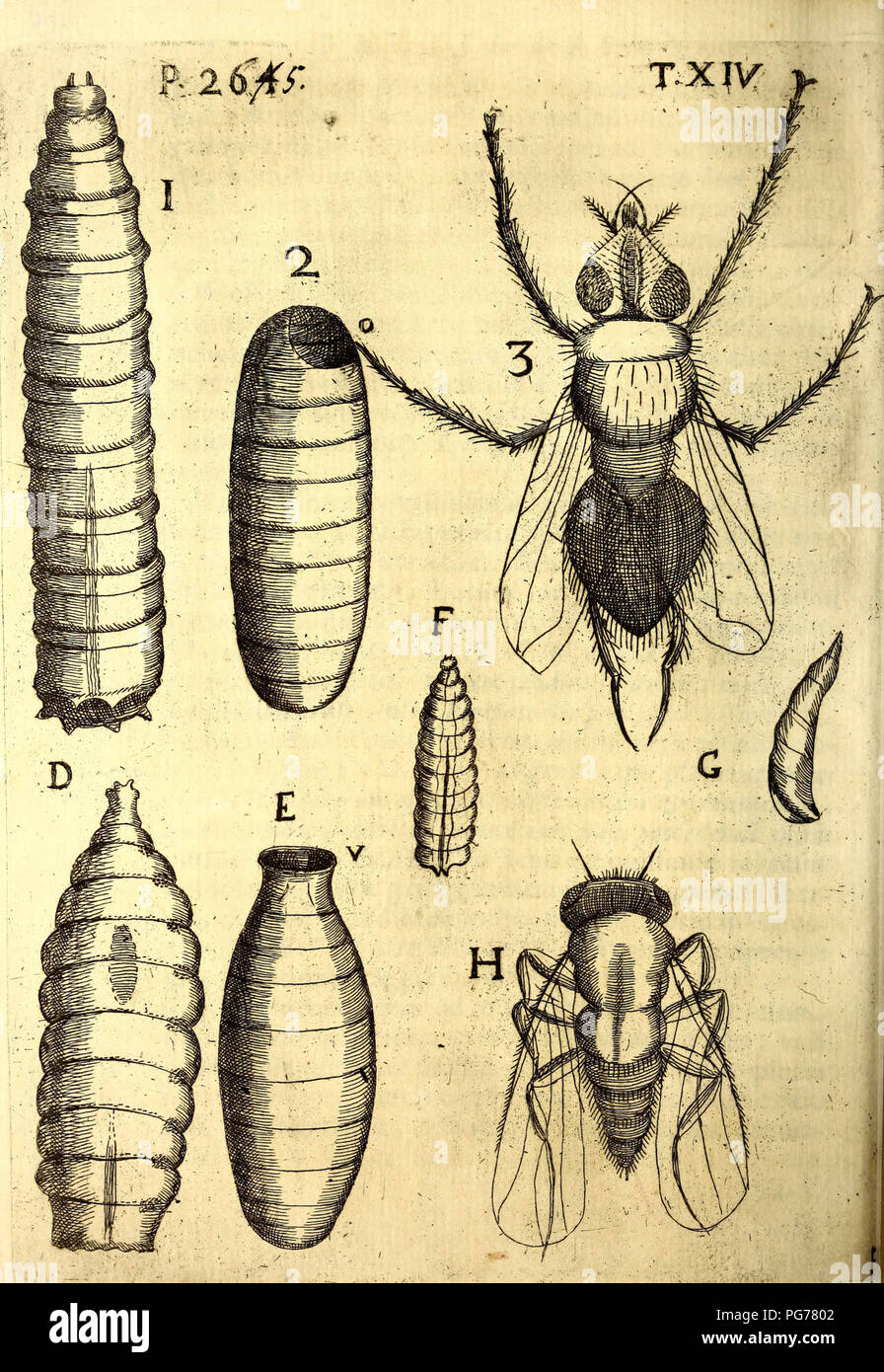 Obseruationes ca. viuentia, quae in Rebus nicht viuentibus reperiuntur: Cum micrographia Curiosa siue Rerum minutissimarum obseruationibus, quae ope microscopij recognitae ad viuum exprimuntur: Seine accesserunt aliquot animalium testaceorum icones nicht Antea in lucem Bearbeitenæ: Omnia naturae curiosorum exploratorum vtilitati & iucunditati expressa & oblata Stockfoto