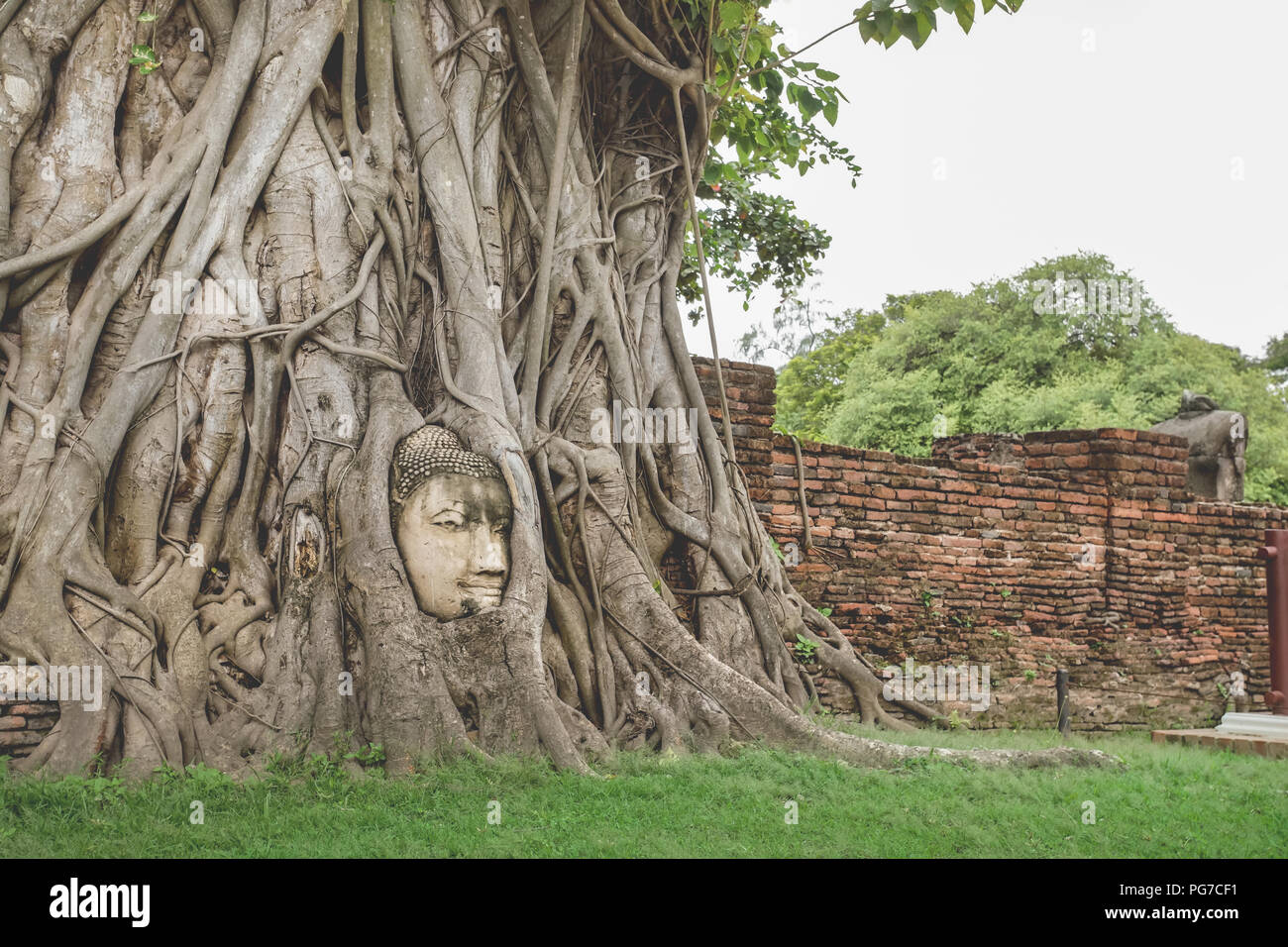 Der Buddha Kopf Statue in Bodhi Baum Wurzeln im Wat Mahathat, Ayutthaya Historical Park Thailand gefangen. Stockfoto