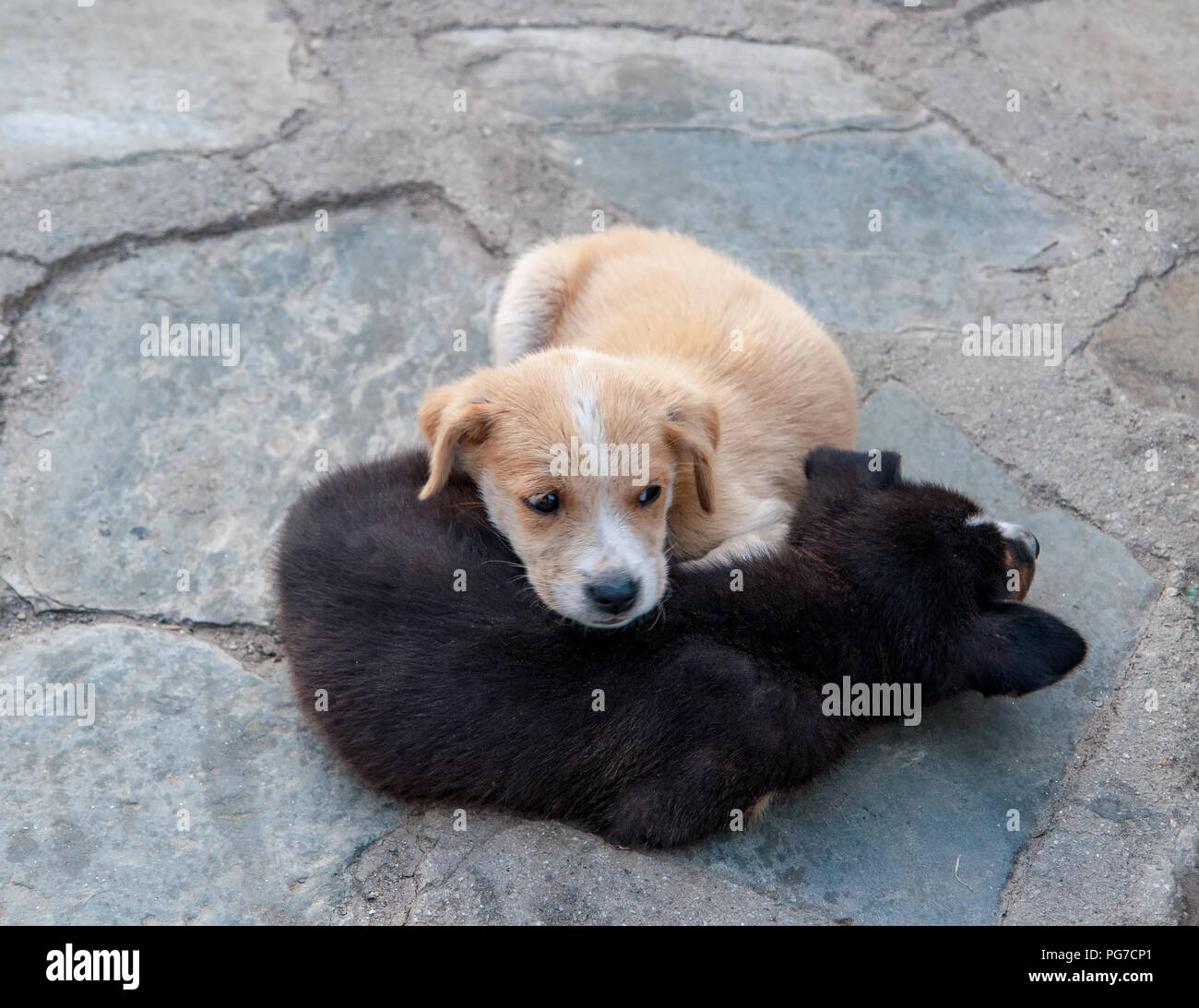 Niedlichen weißen und schwarzen Welpen Stockfoto