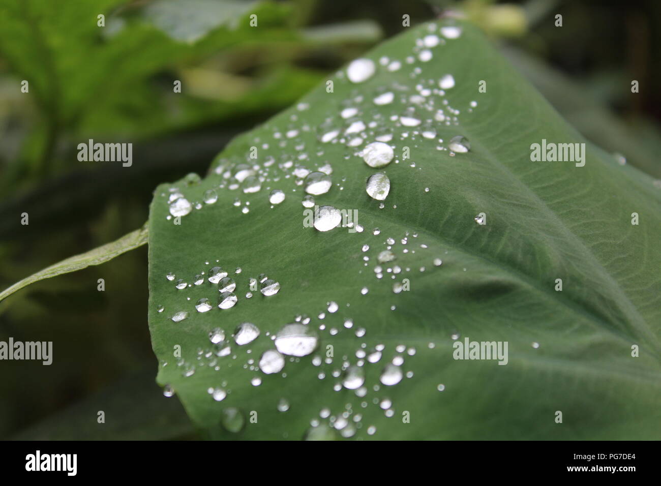Schöner Blick in die Natur für Naturliebhaber Regentropfen auf Blatt. Regenzeit - beste Aussicht Stockfoto